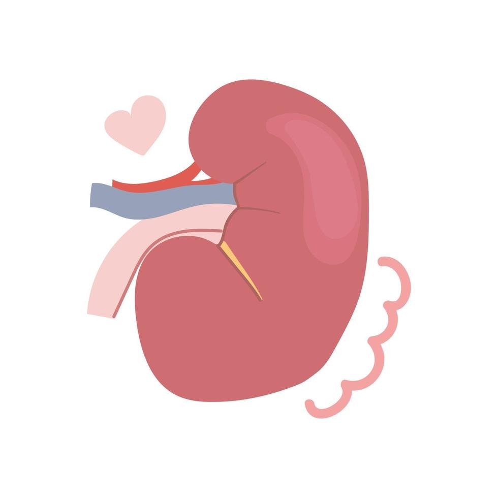 Hand drawn human kidney. Medical, healthy concept. Flat illustration. vector
