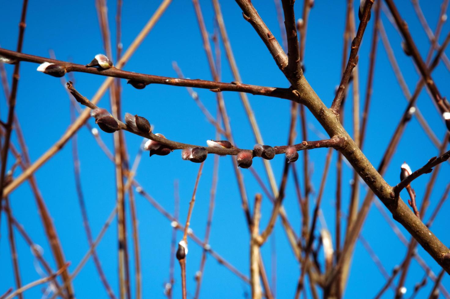 Willow buds on a branch photo