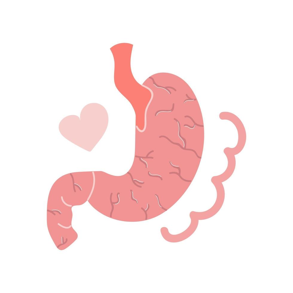 Hand drawn human stomach, medical, healthy concept. Flat illustration. vector