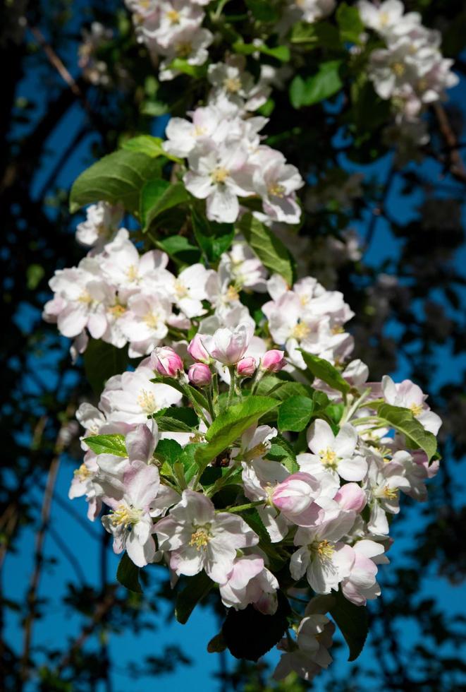 Pink apple blossoms photo