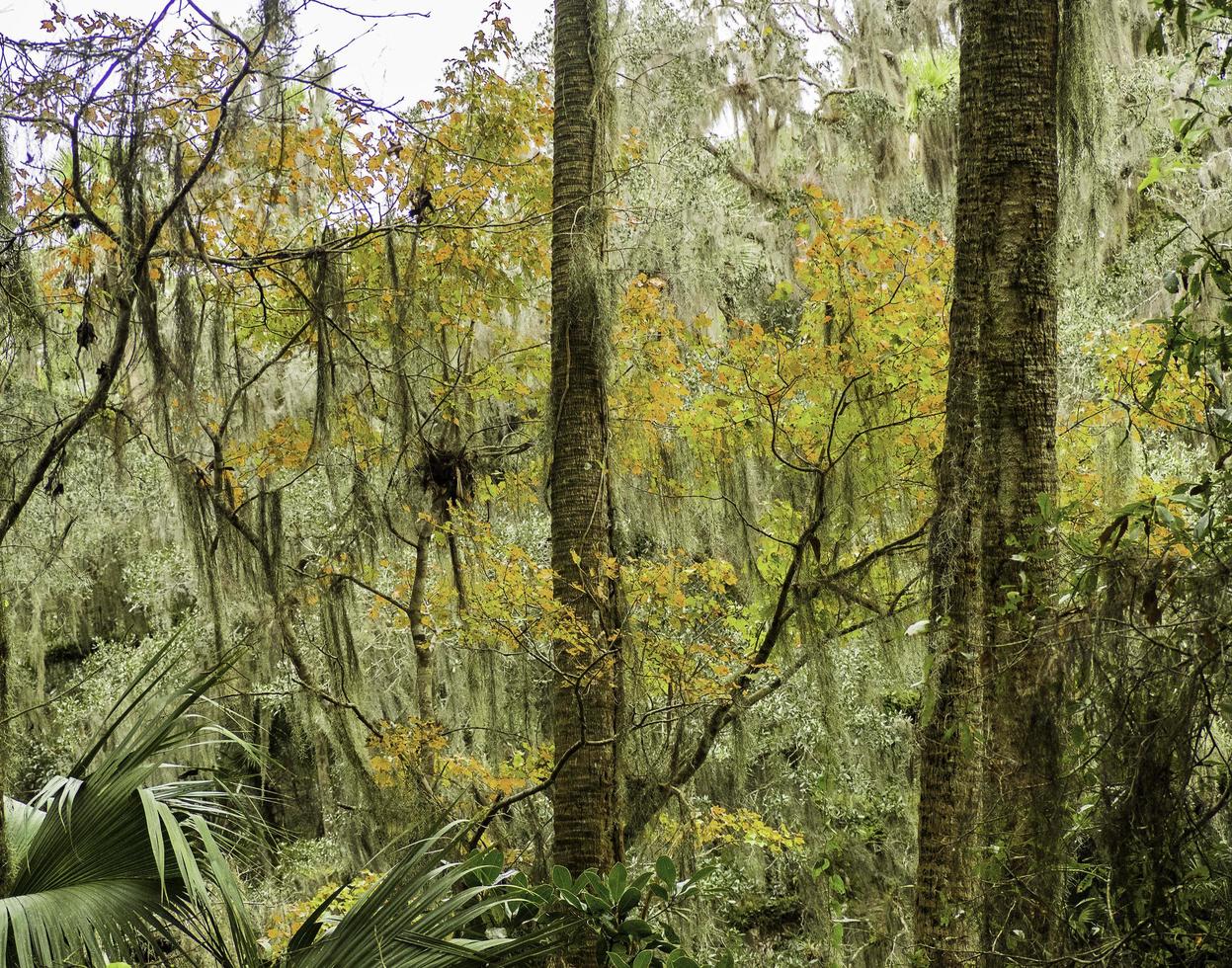 un bosque de florida foto