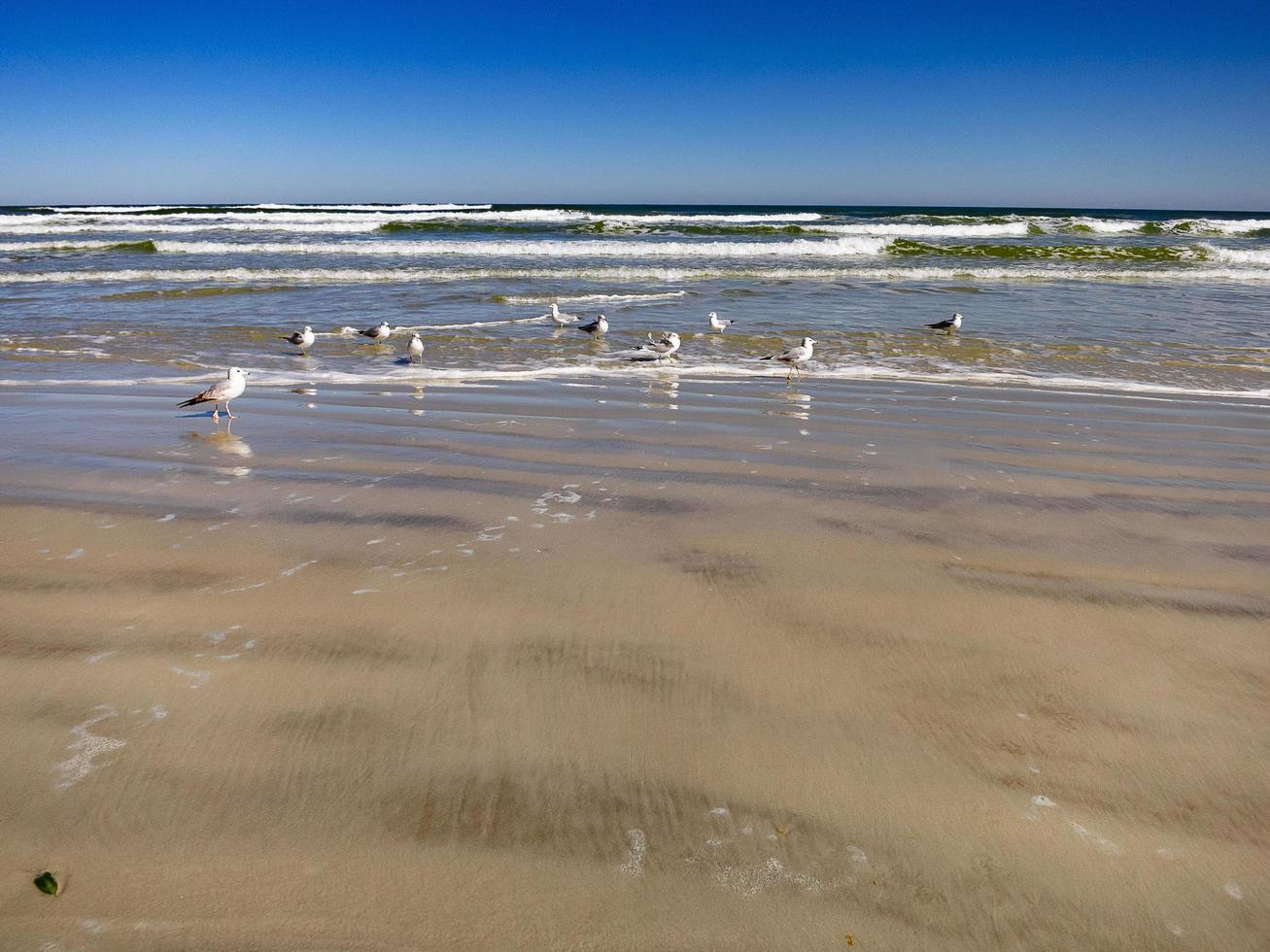 Seagulls on the seashore photo