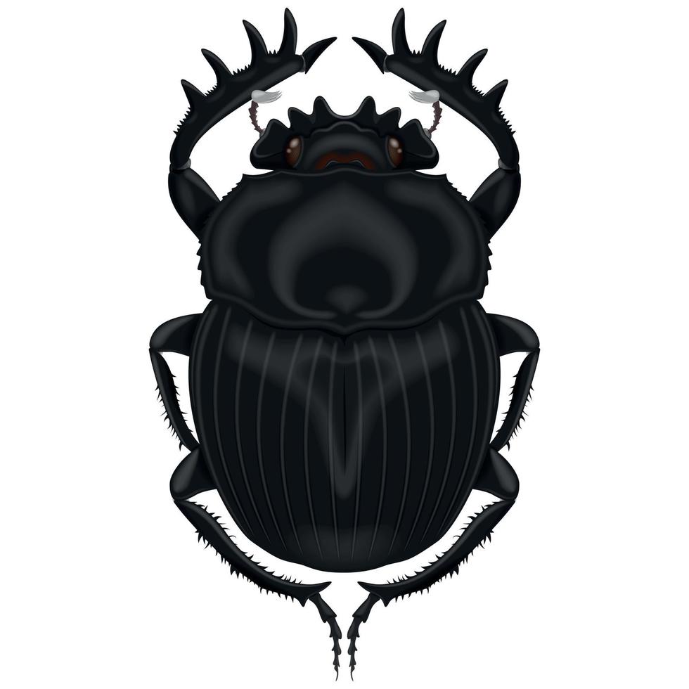 Illustration of insect, dung beetle vector