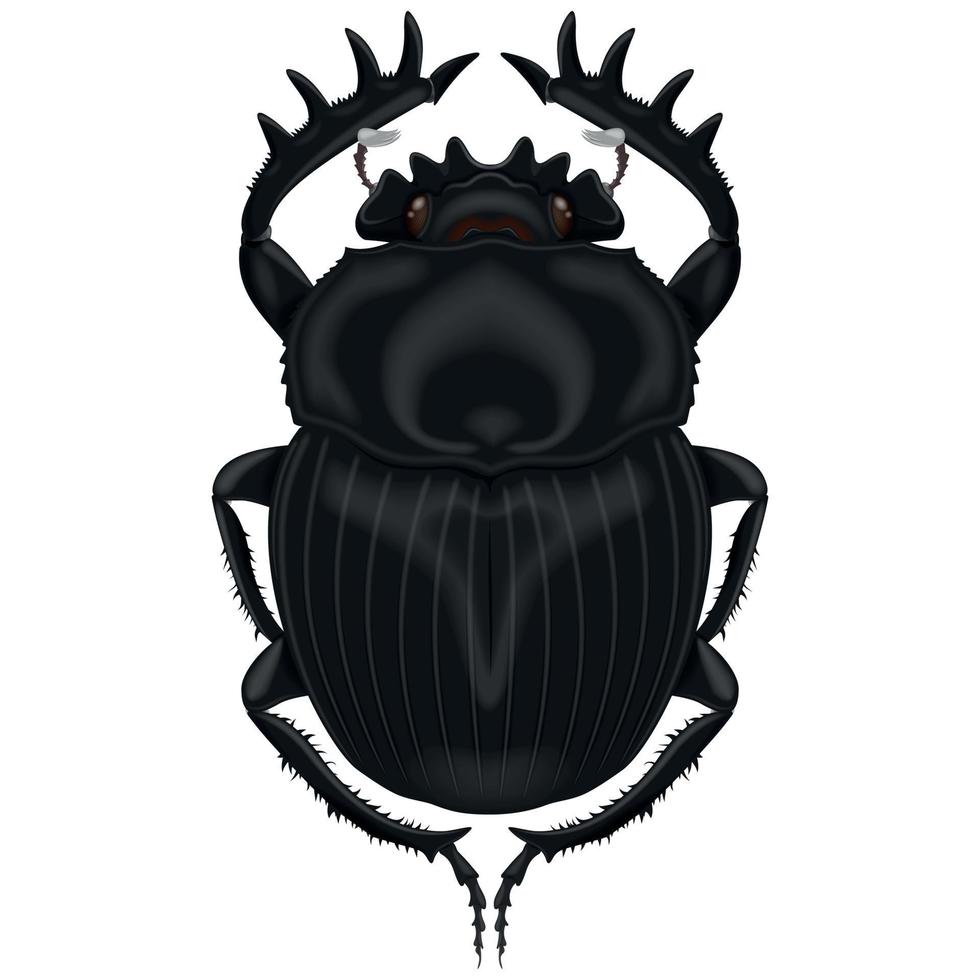 Ilustración de insecto, escarabajo pelotero vector