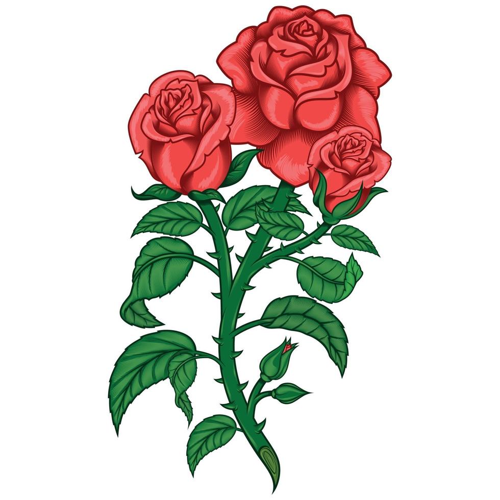 diseño vectorial de un ramo de rosas, con hojas, tallo y espinas vector