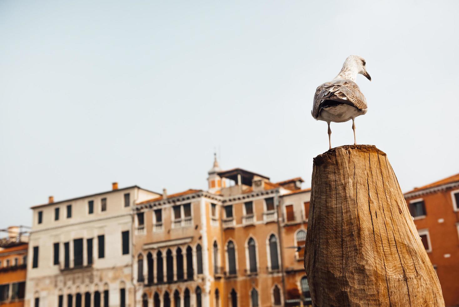 Una gaviota se asienta sobre un tronco contra las casas venecianas foto