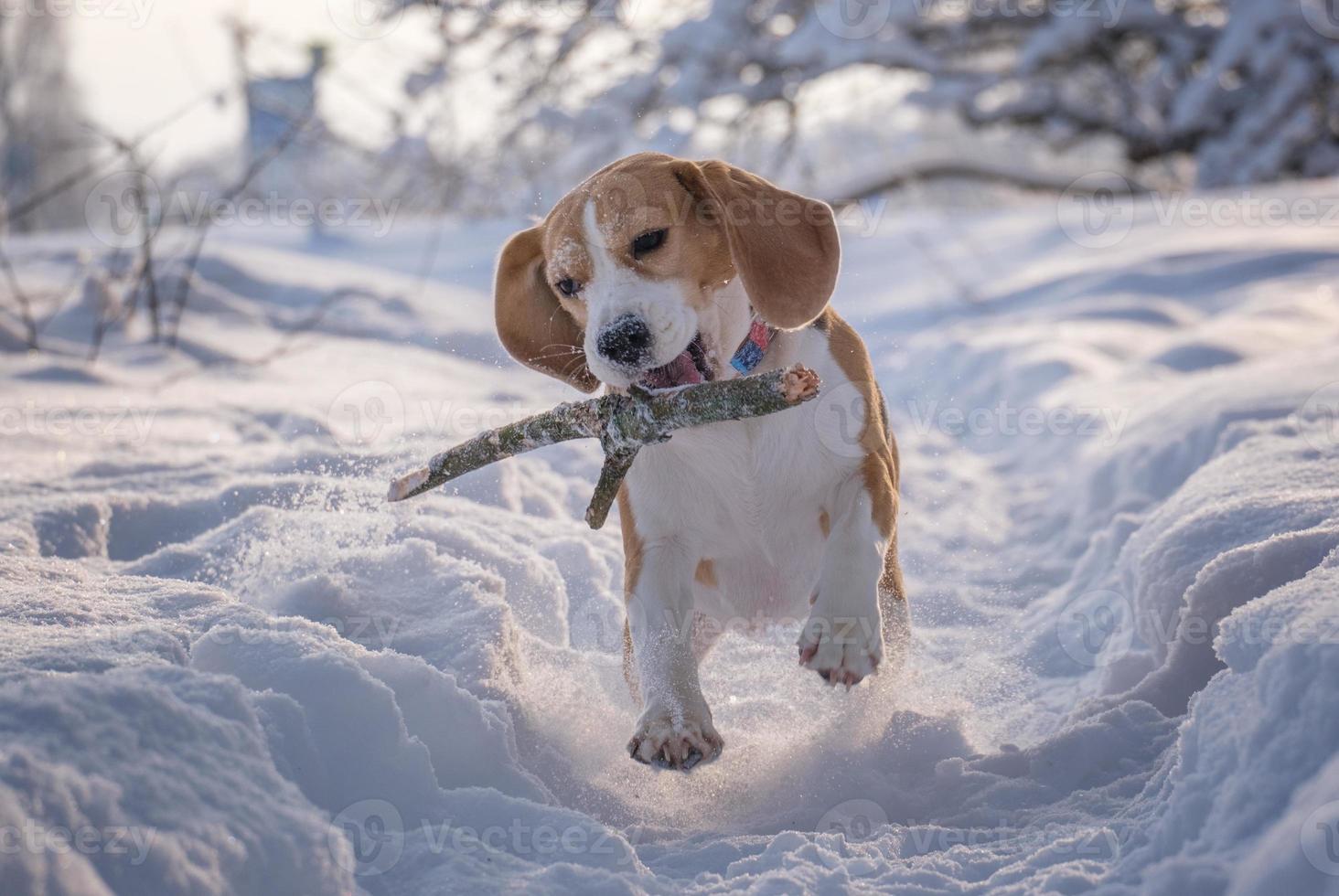 Beagle dog runs and plays in a fabulous snow-covered park photo