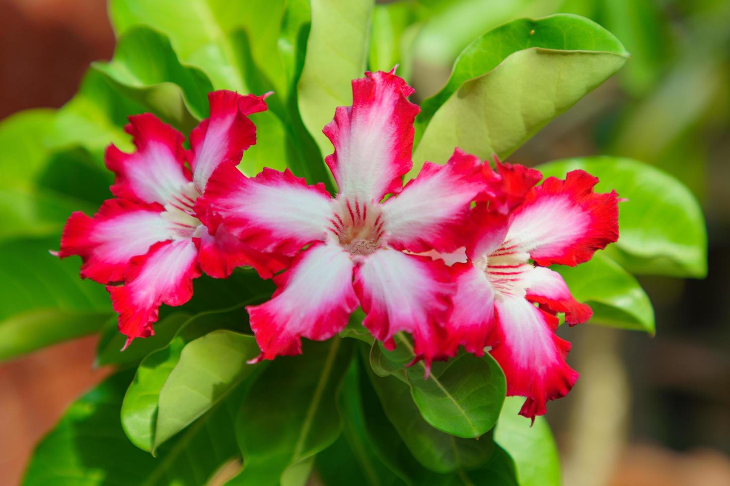 Group of adenium flowers white with pink edges photo