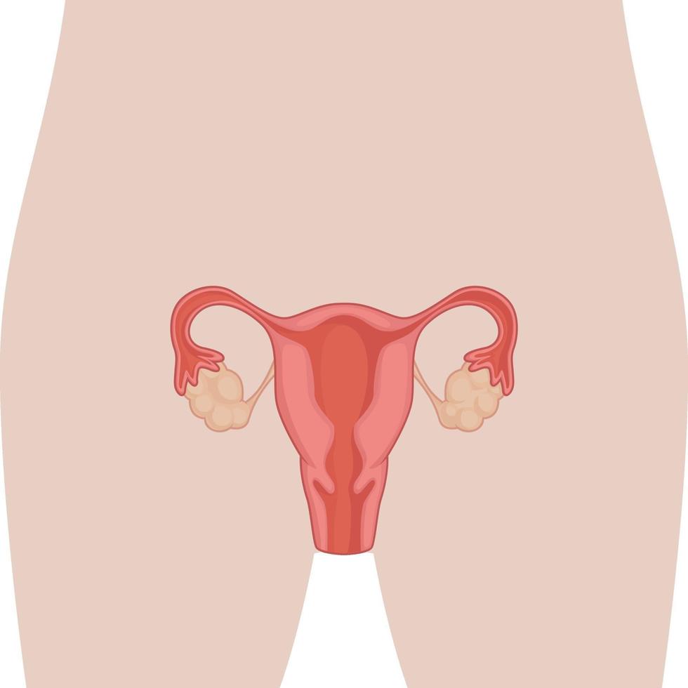 Female Reproductive System Body Organ Anatomy Diagram Chart Vector
