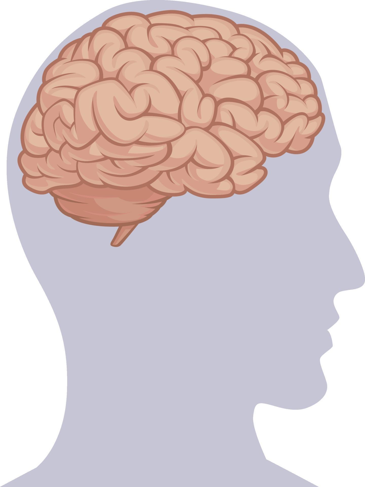 силуэт головы с мозгом. мышление в голове. мозг в голове человека рисунок. векторный мозг. мозг в голове человека рисунок.