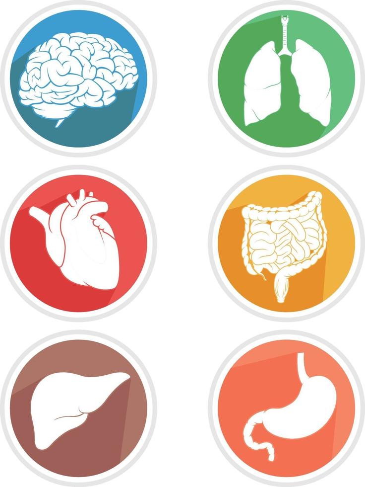 Human Internal Organ Icon Body Parts Symbol Illustration Drawing vector