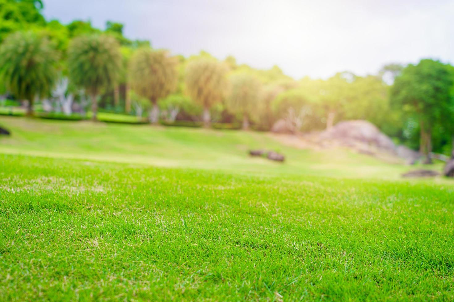 Focused green grass in golf court garden photo