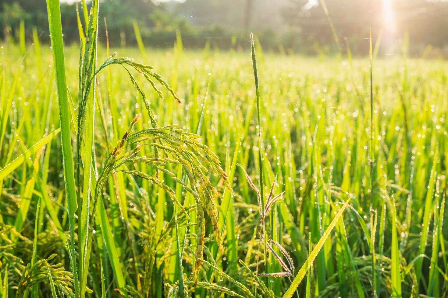 campo de arroz en la luz del sol foto