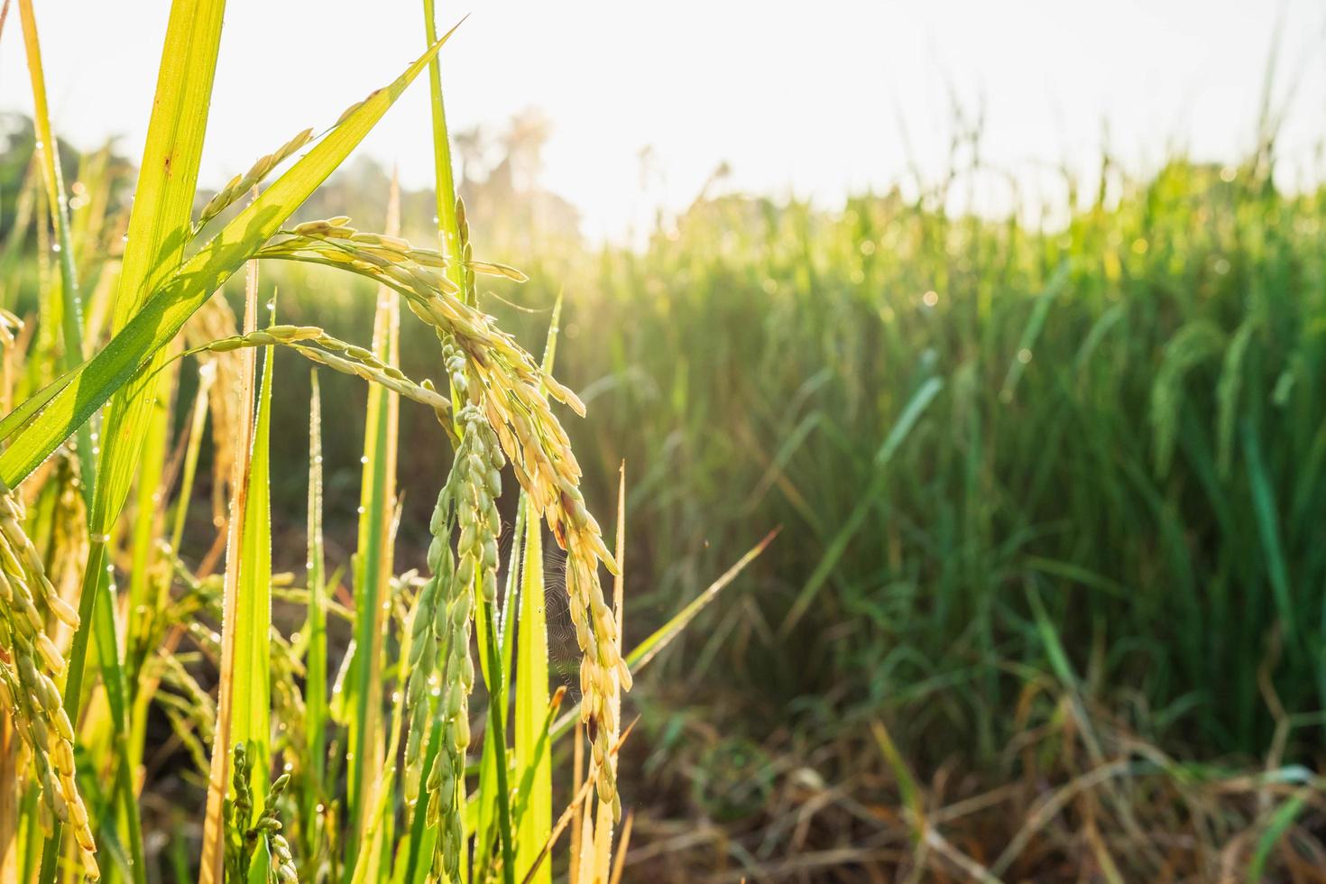 Rice plants in sunlight photo