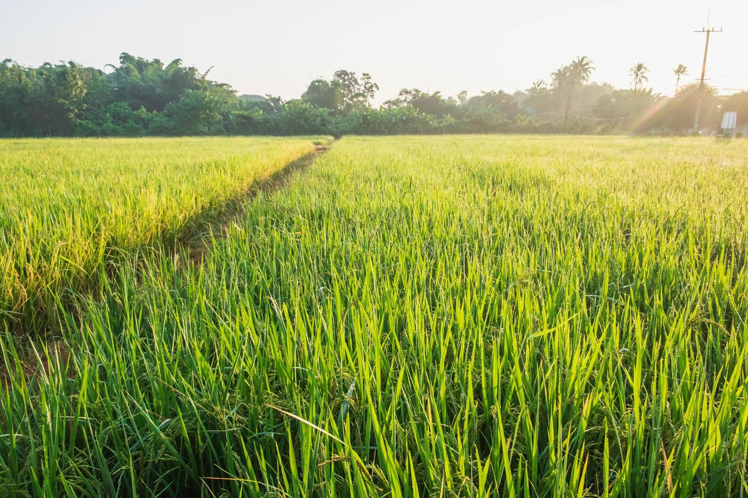 Green grassy field photo