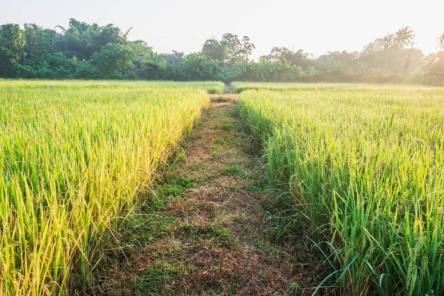 camino entre campos de arroz foto