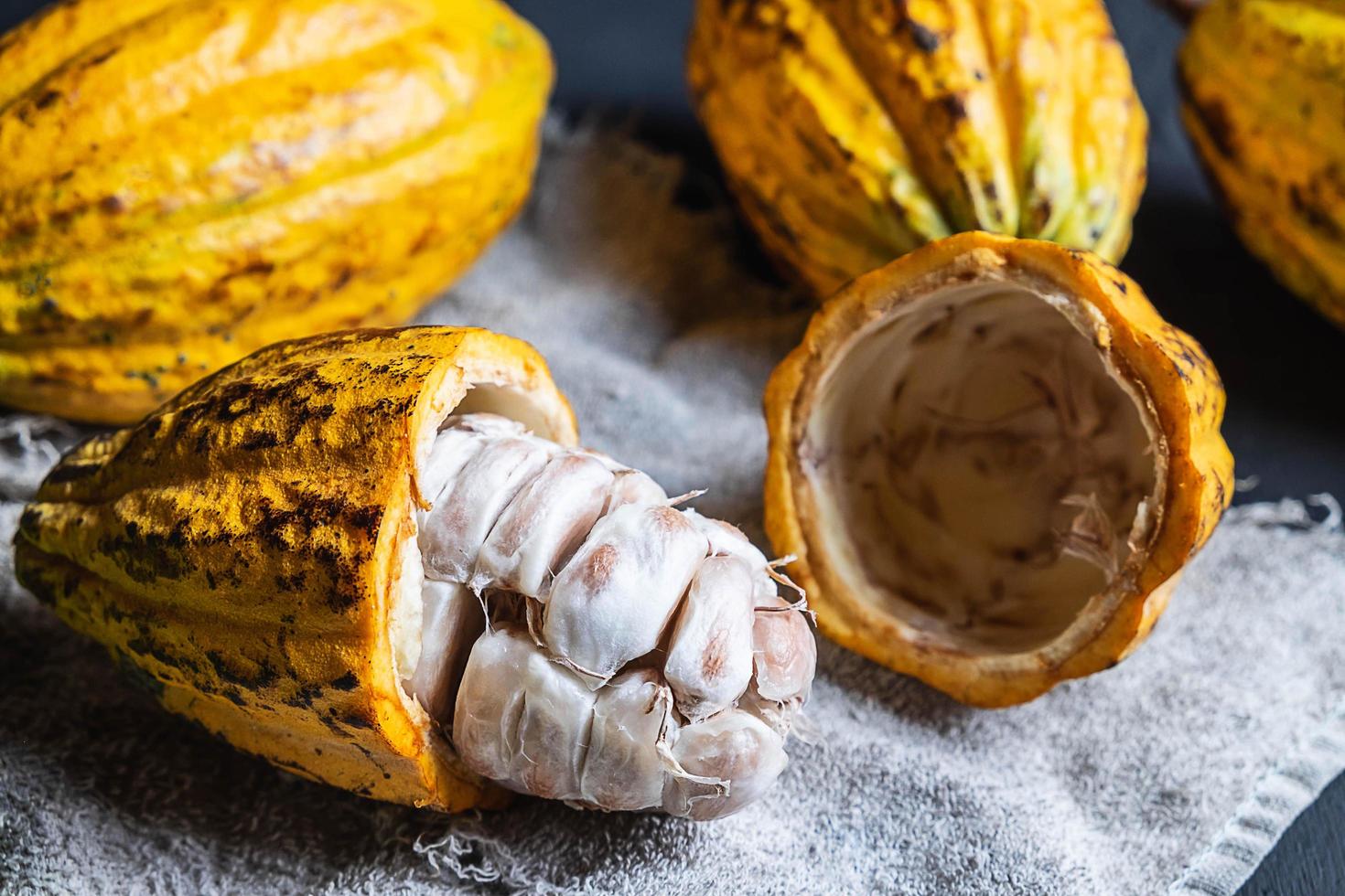 Close-up of cocoa fruit photo