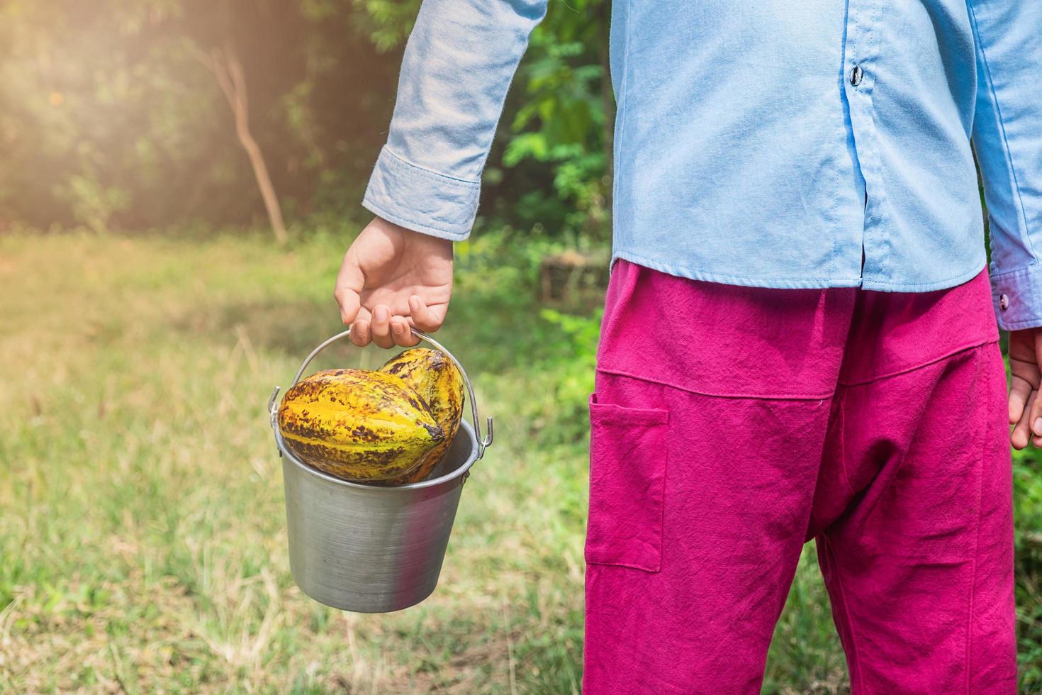 niño llevando un cubo de fruta de cacao foto