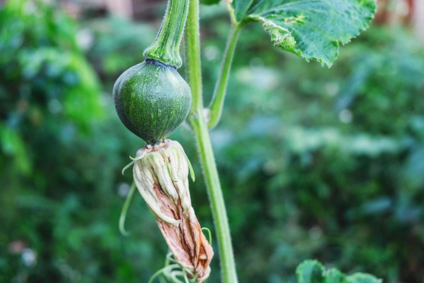 Fresh green pumpkin photo