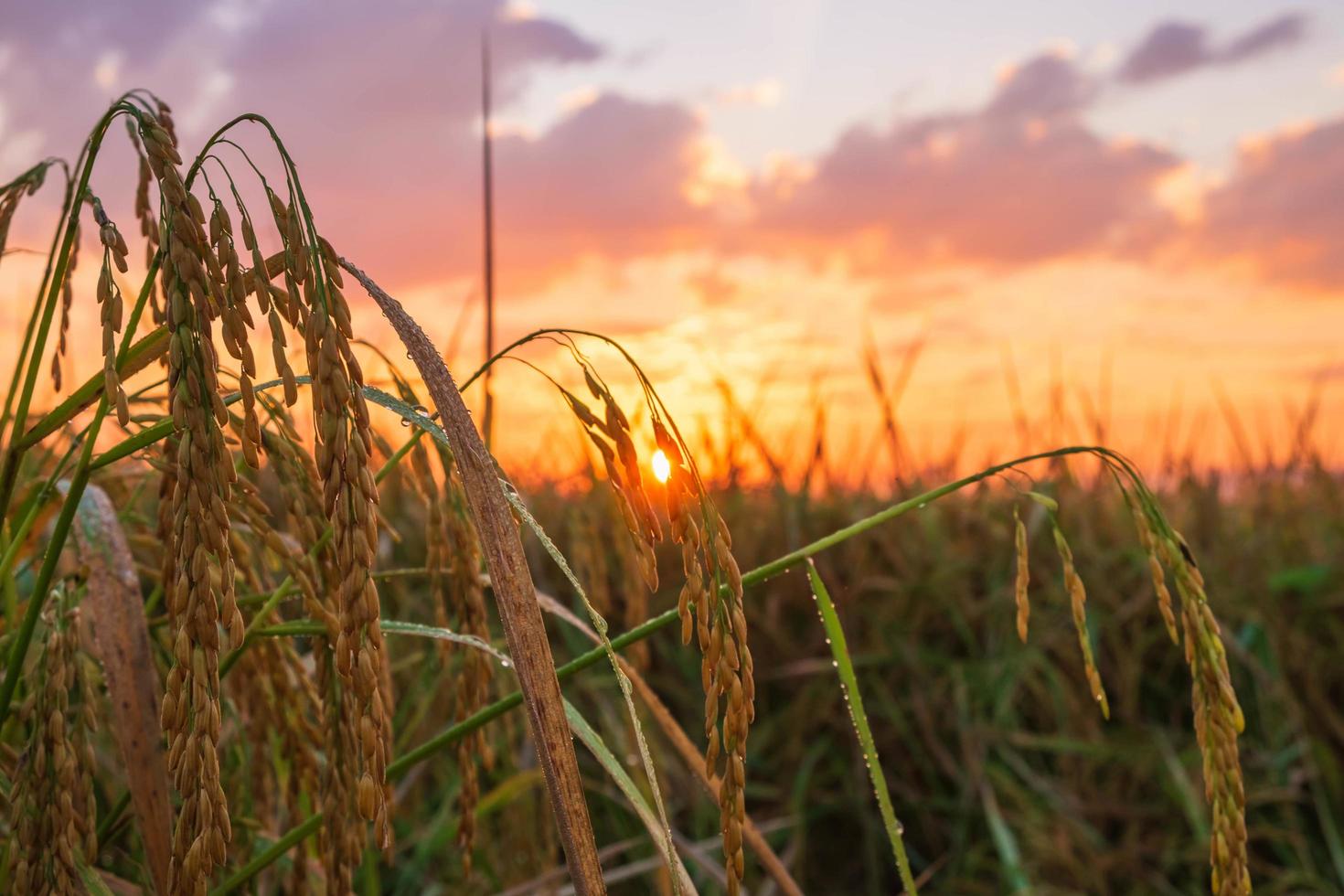 puesta de sol en un campo de arroz foto