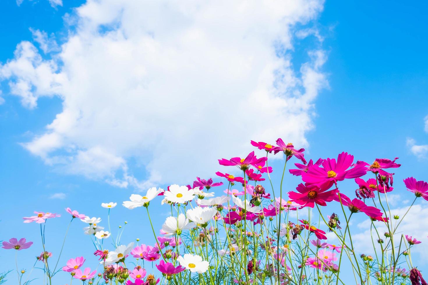 Cosmos flowers and sky with copy space photo