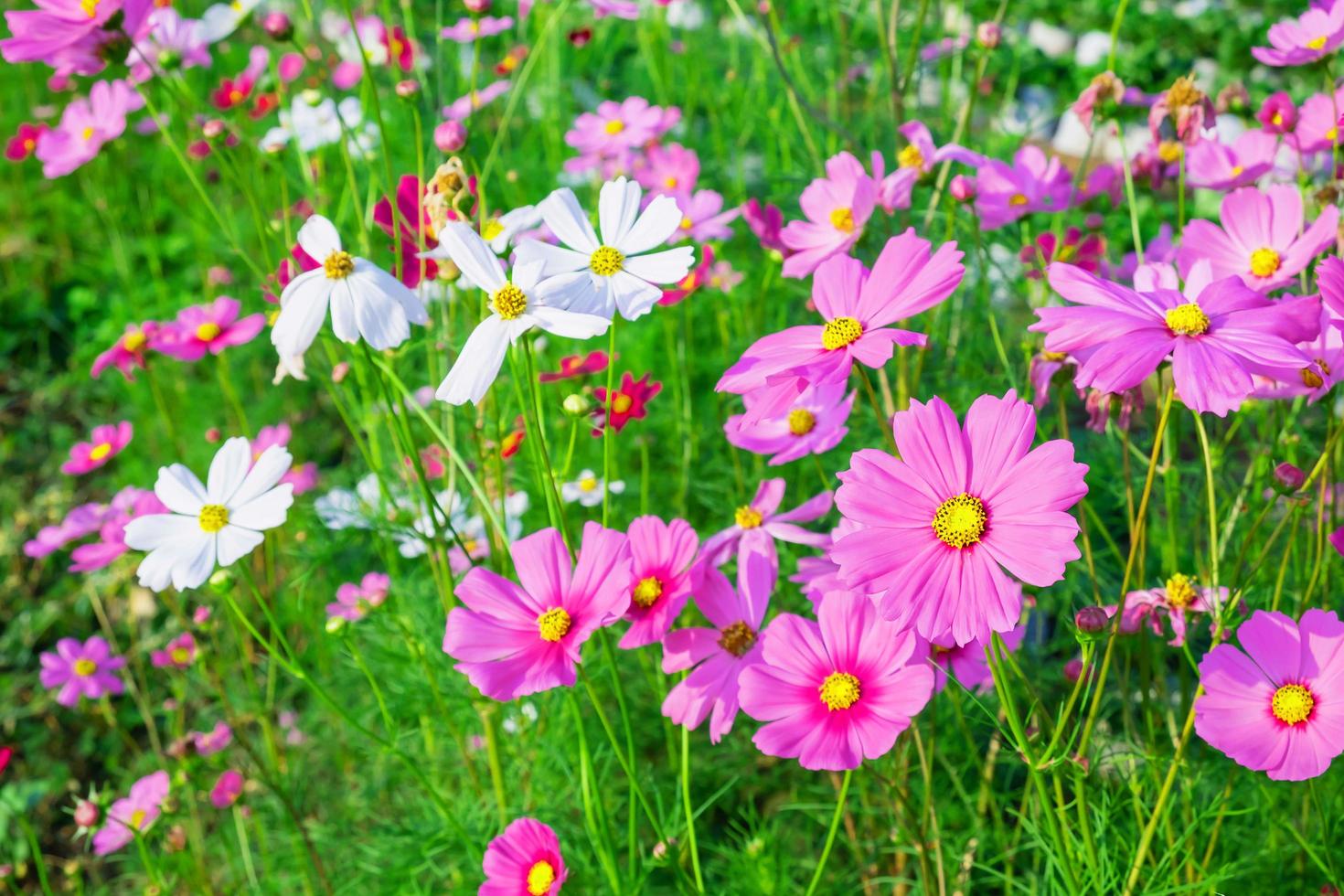 Field of cosmos photo