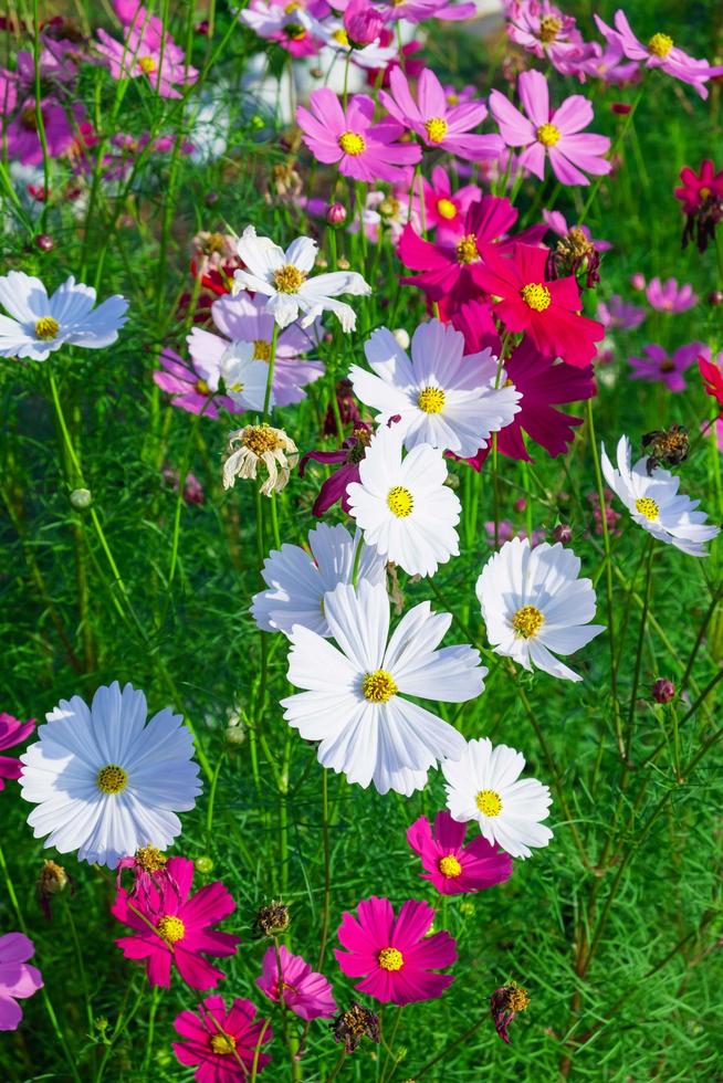 Vertical view of cosmos photo