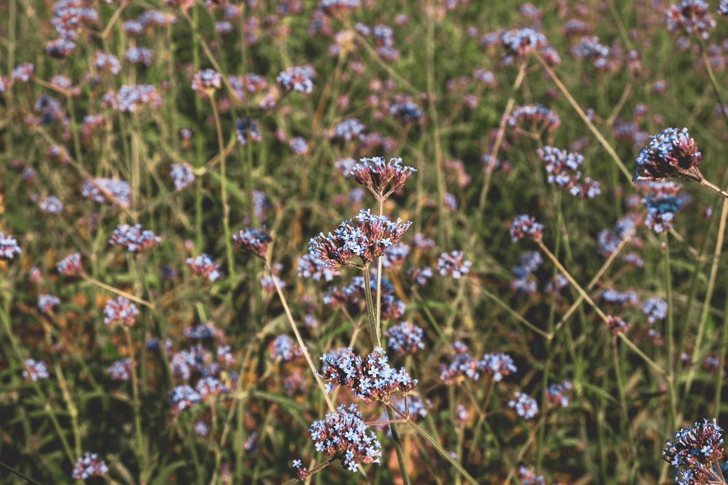 Verbena flowers in a field photo