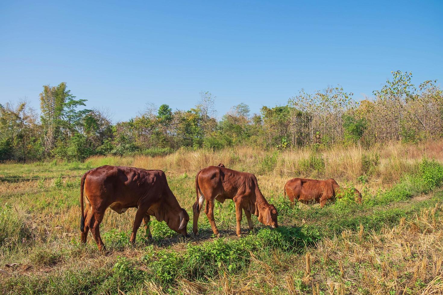 vacas y terneros foto