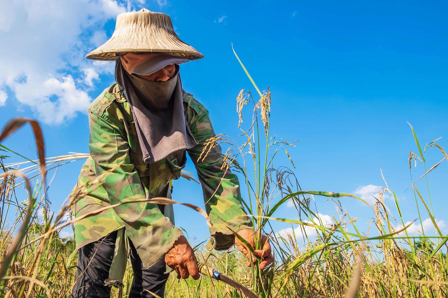 Farmer harvesting rice photo