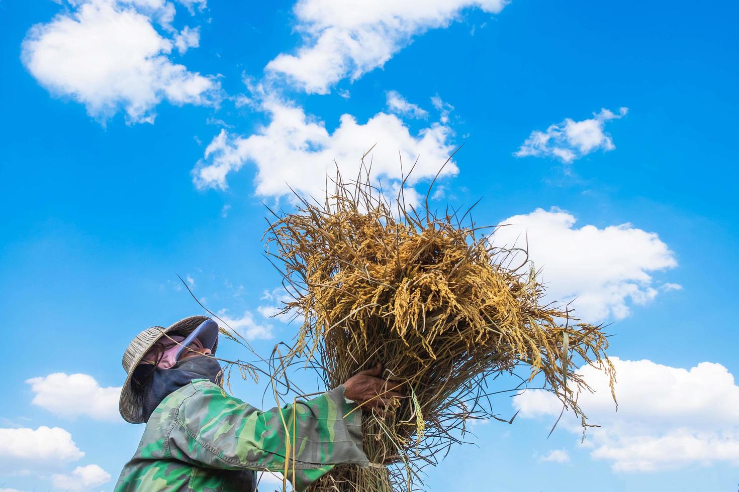 Woman harvesting rice photo