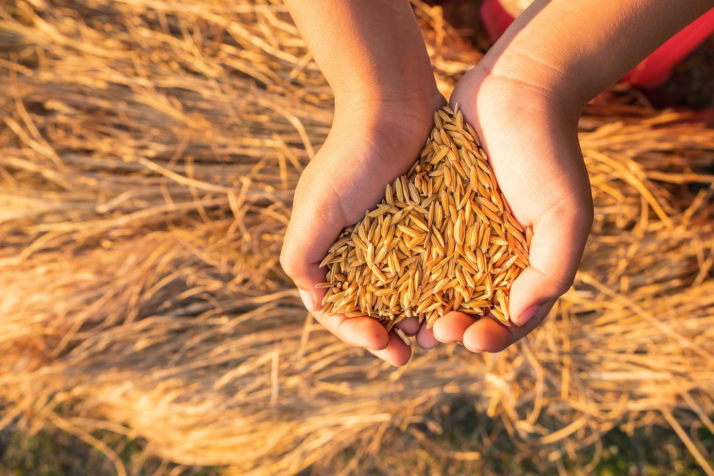 manos sosteniendo arroz orgánico foto