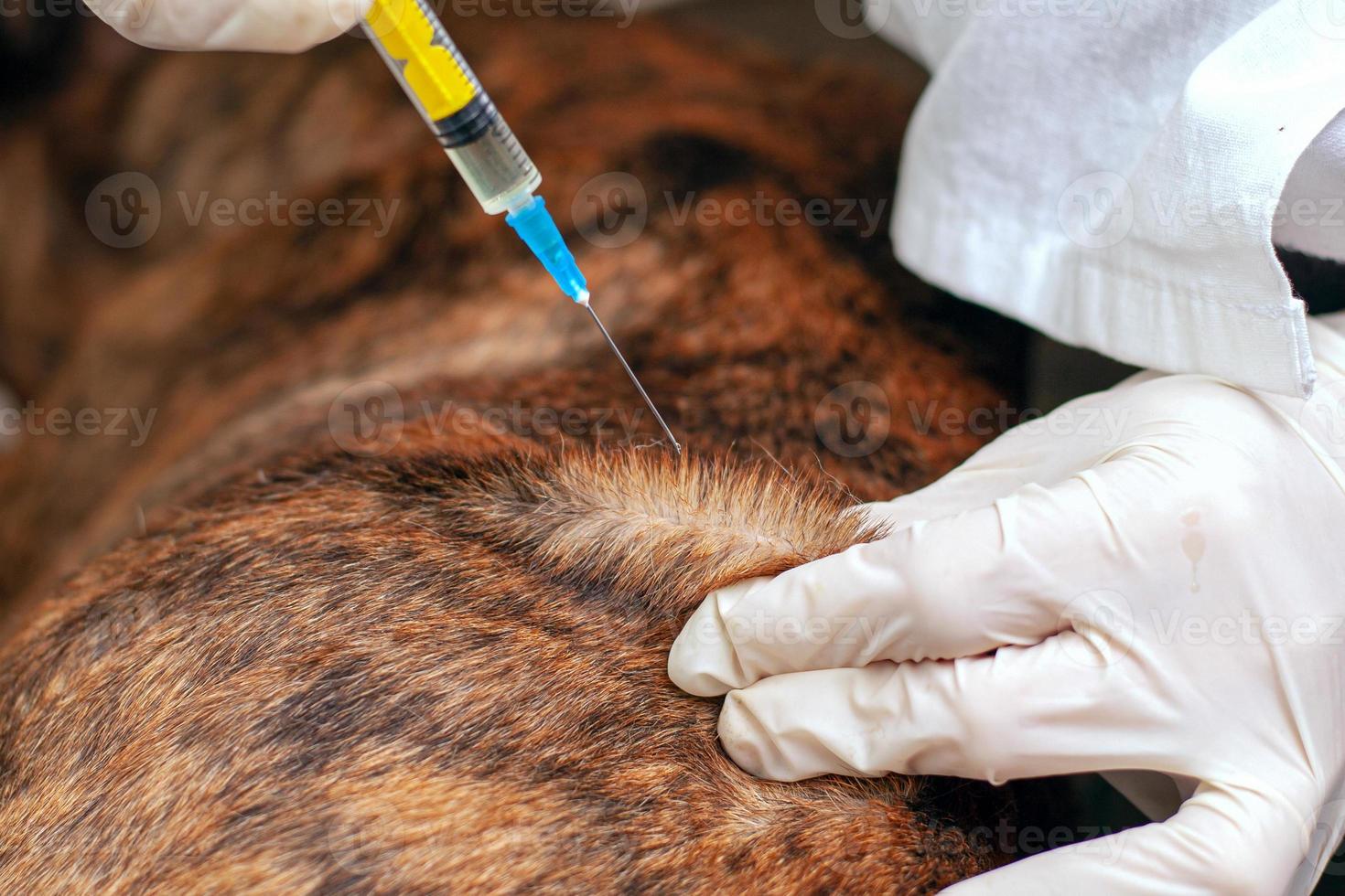 Dog receiving a vaccine photo