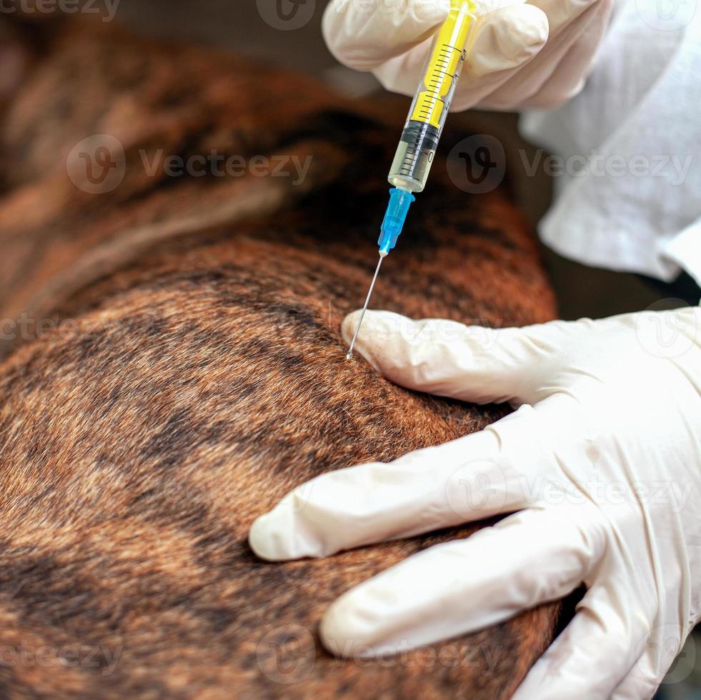 Vet giving a dog a vaccine photo