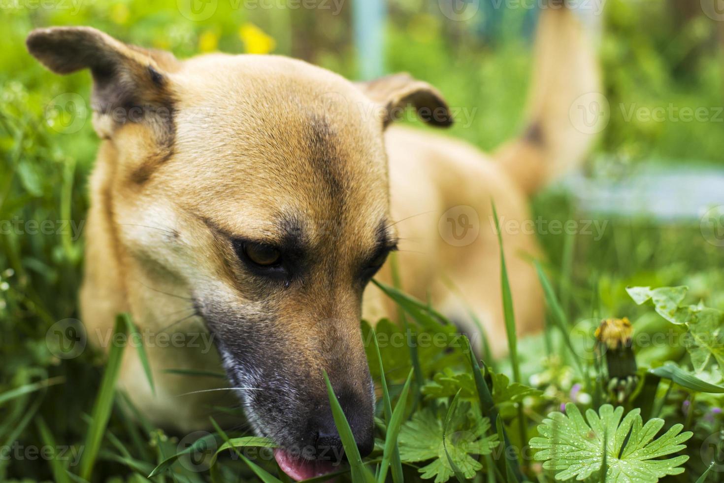 Dog in grass photo