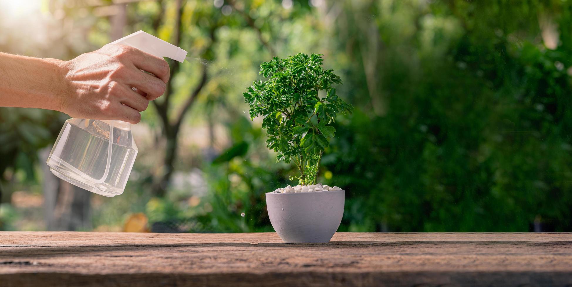 A person spraying water on a plant in a pot photo