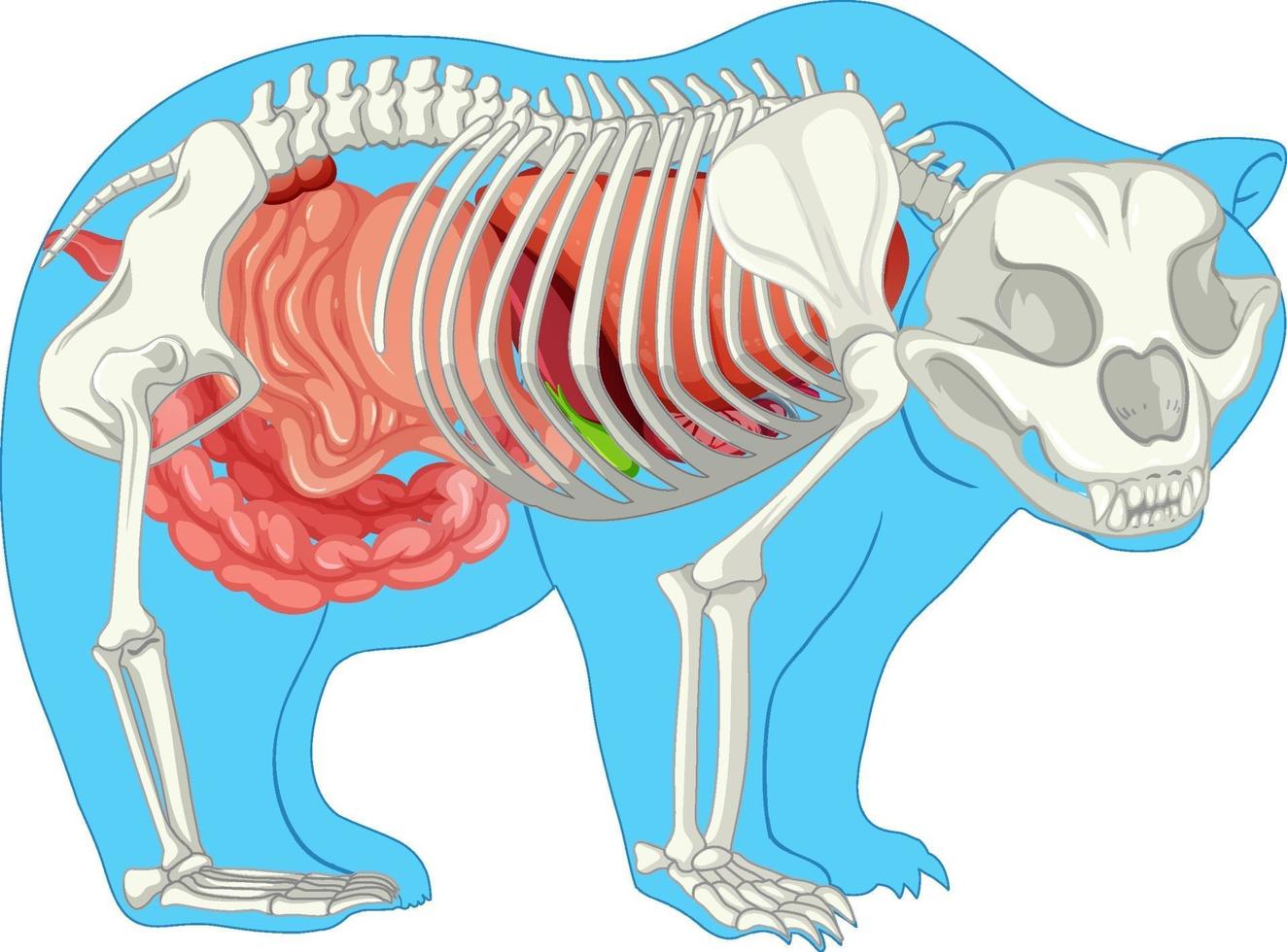 anatomía del oso salvaje aislado vector