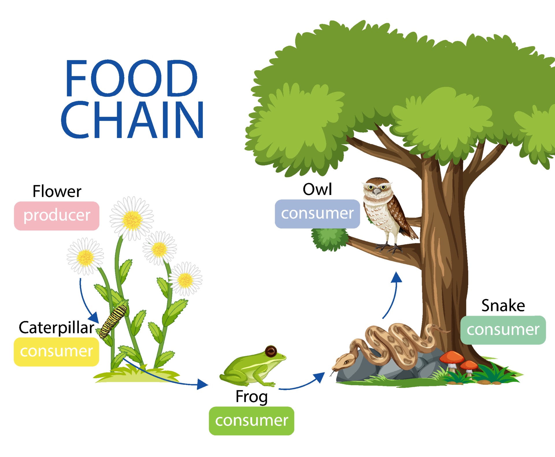 Food chain diagram concept 2184058 Vector Art at Vecteezy Biology Diagrams