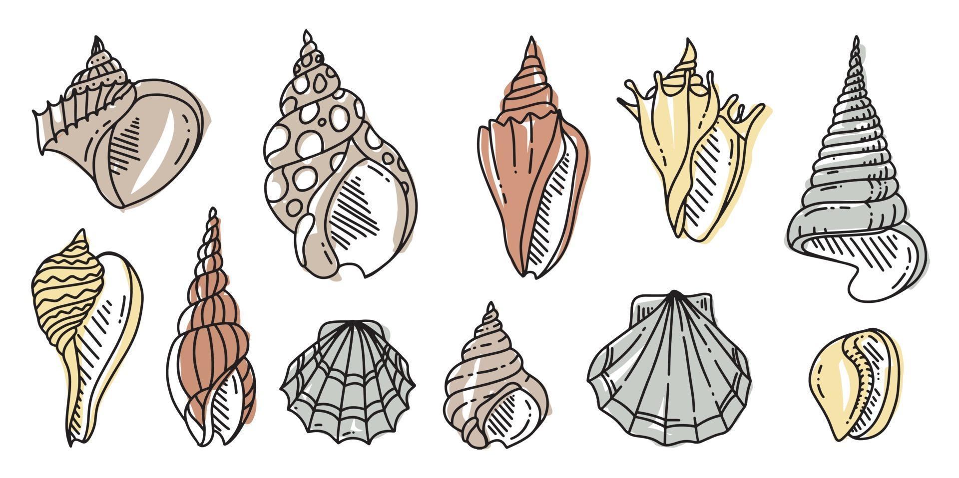 colorful Doodle Set of Sea shell. Various sea shell in outline. hand drawn flat illustration. vector