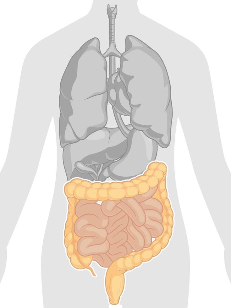 Humain corps anatomie - poumons, cœur, foie, intestins. ai 22247378 Photo  de stock chez Vecteezy