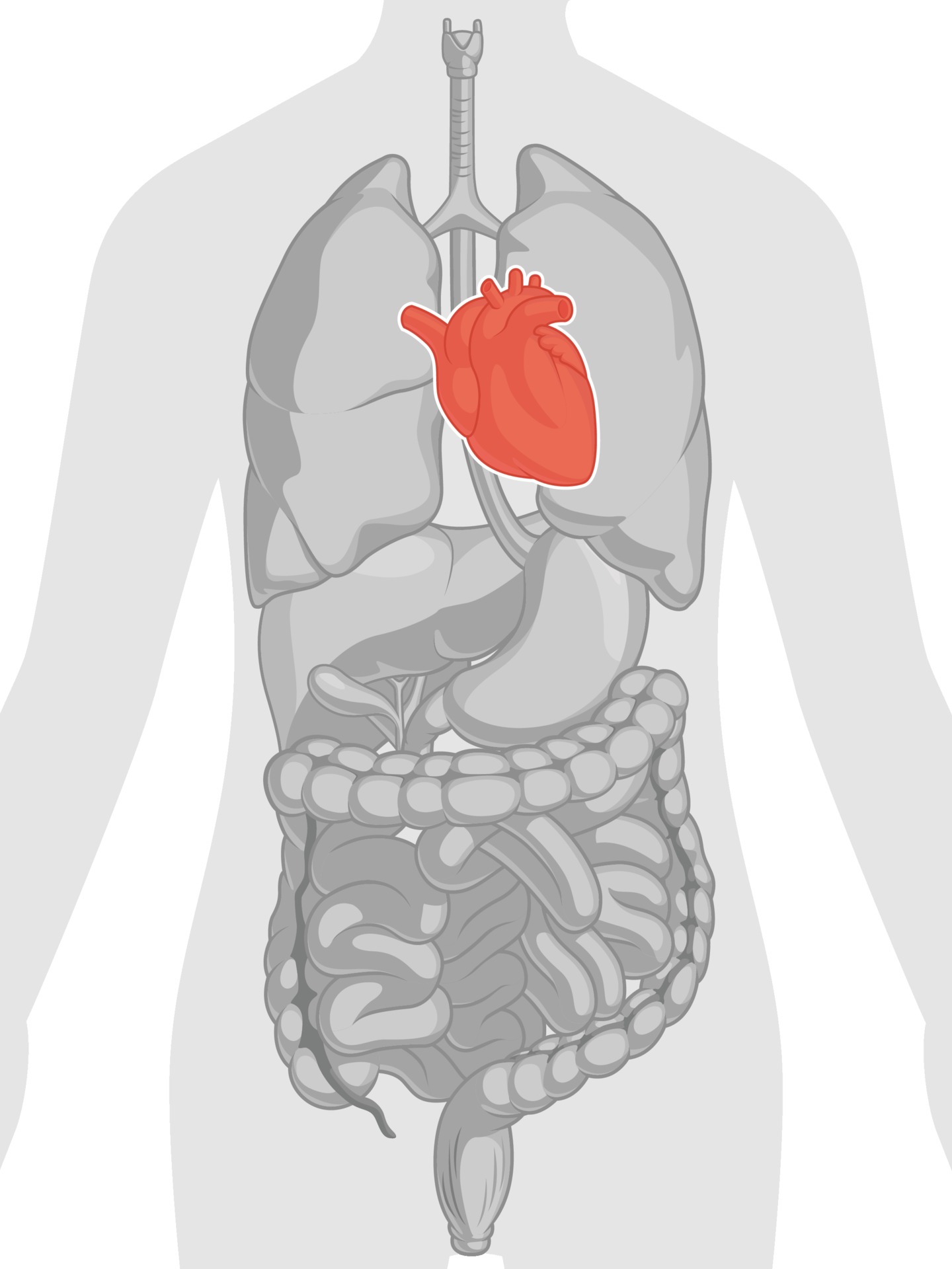 Heart Organ Cardiovascular System Body Part Anatomy Cartoon Drawing 2185161 Vector Art at Vecteezy Heart Organ Cardiovascular System Body Part Anatomy Cartoon Drawing 2185161 Vector Art at Vecteezy