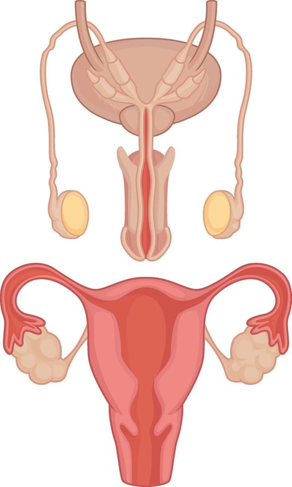 órganos internos humanos testículos útero anatomía parte del cuerpo cartoon vector