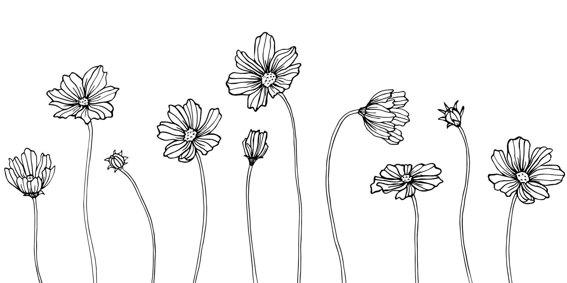 elemento de ilustración de cosmea aislado. flor silvestre de primavera aislada. arte de tinta grabada en blanco y negro. vector