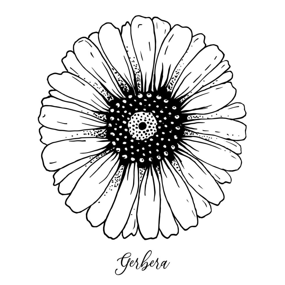 Vector hand drawn image of chamomile, daisy, gerbera.