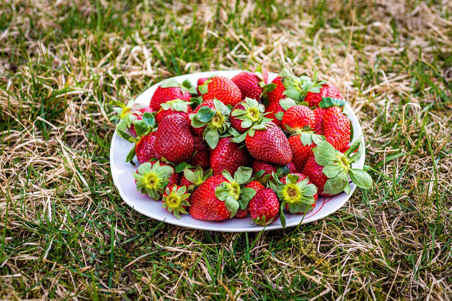 Sweet wild strawberries on a white plate on a green lawn photo