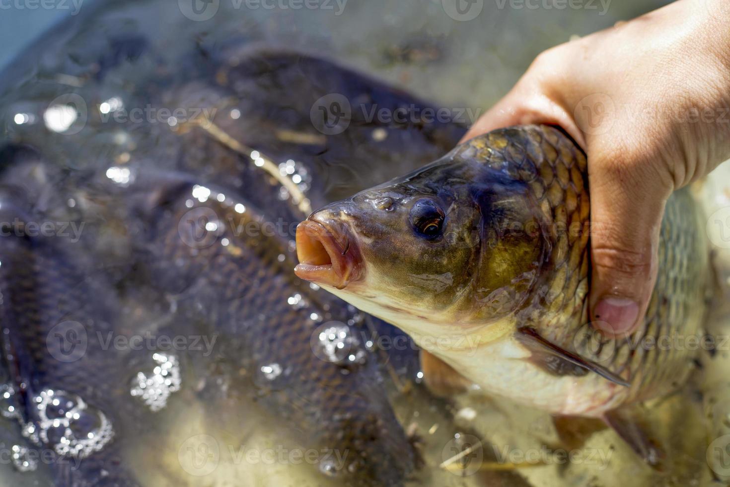 Carp fish in hand photo