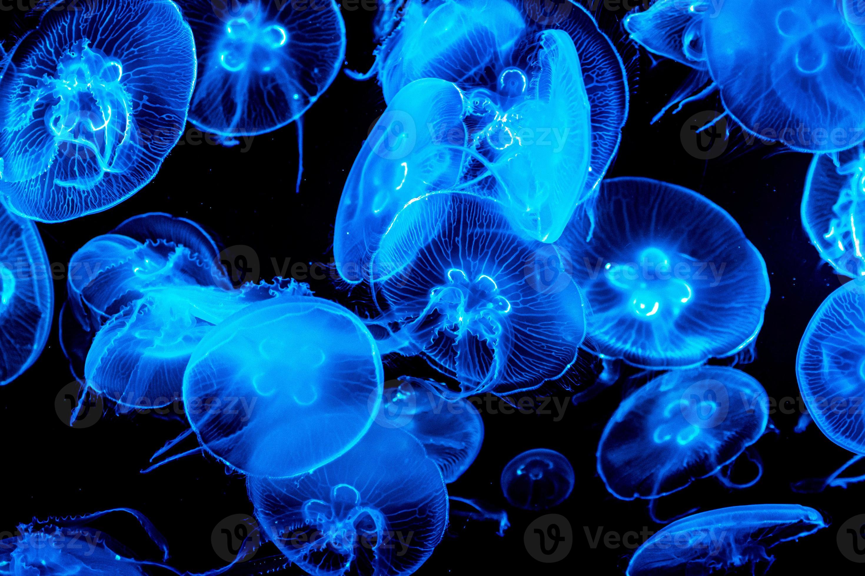 Colorful, illuminated jellyfish underwater on dark background 2186818