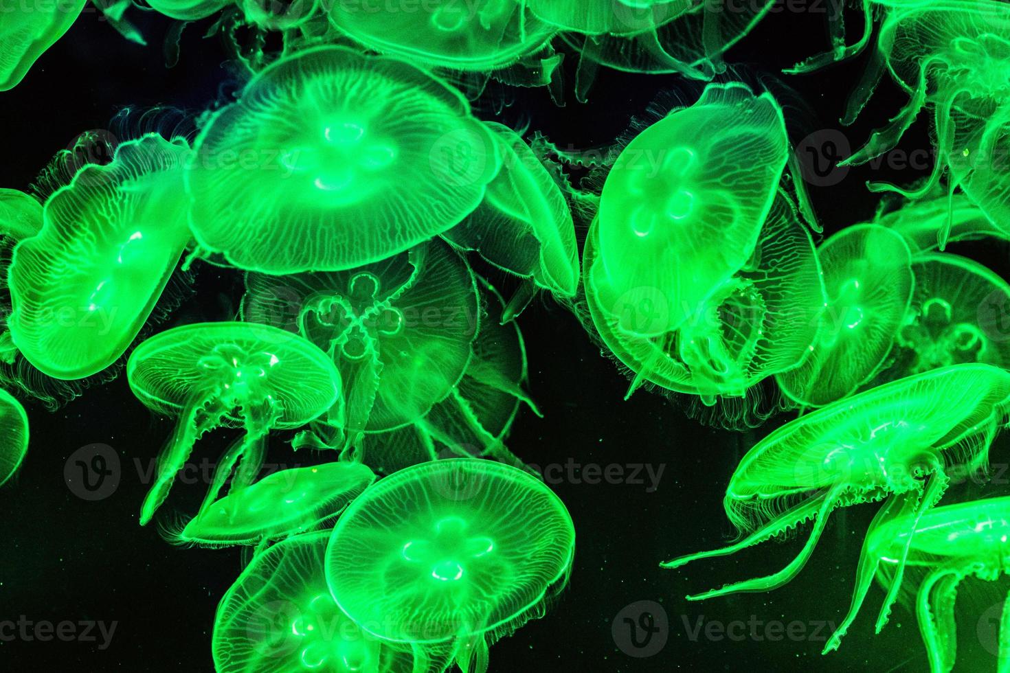 Coloridas medusas iluminadas bajo el agua sobre fondo oscuro foto