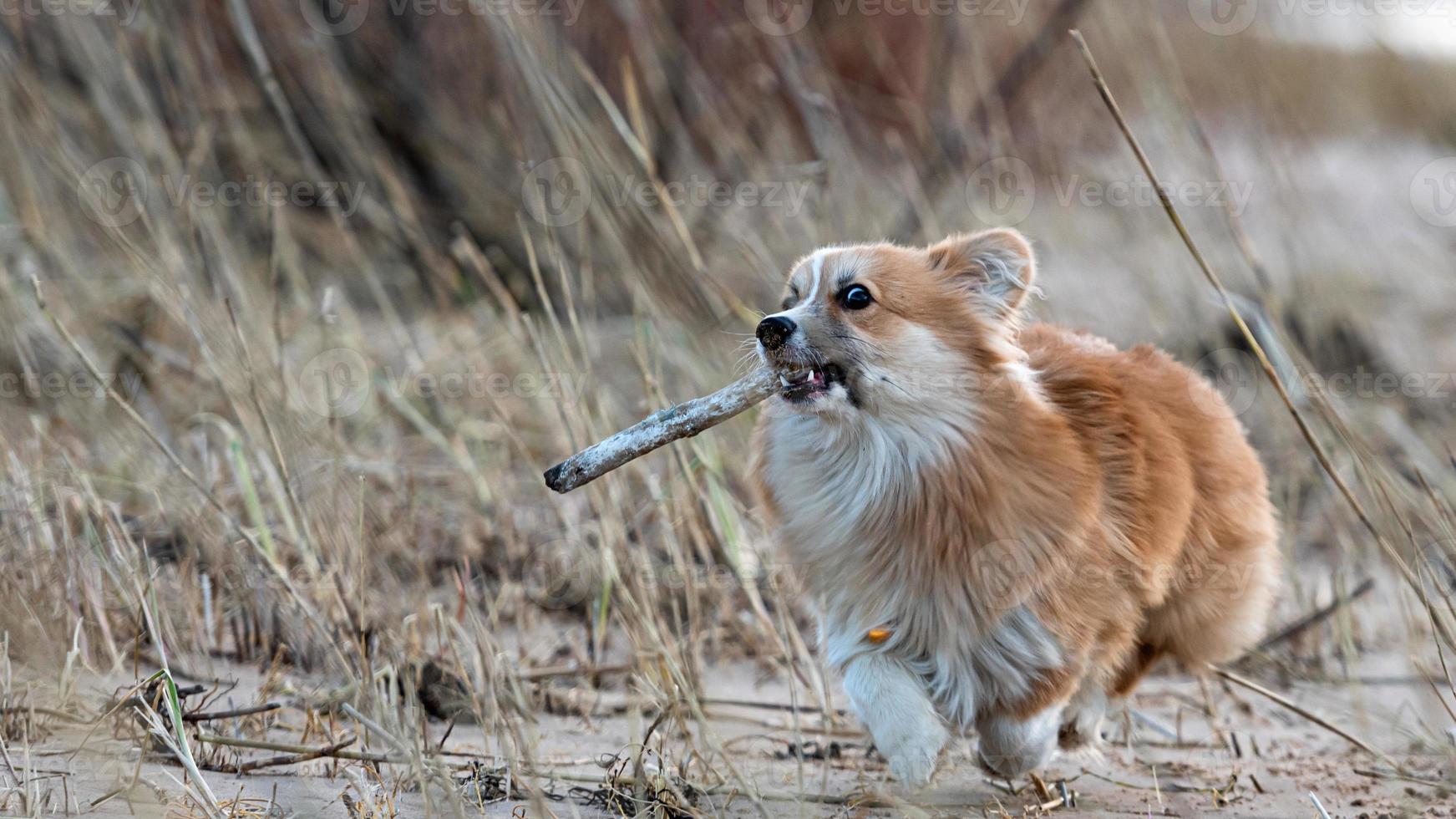 Welsh Corgi puppy runs around the beach and plays with a stick photo