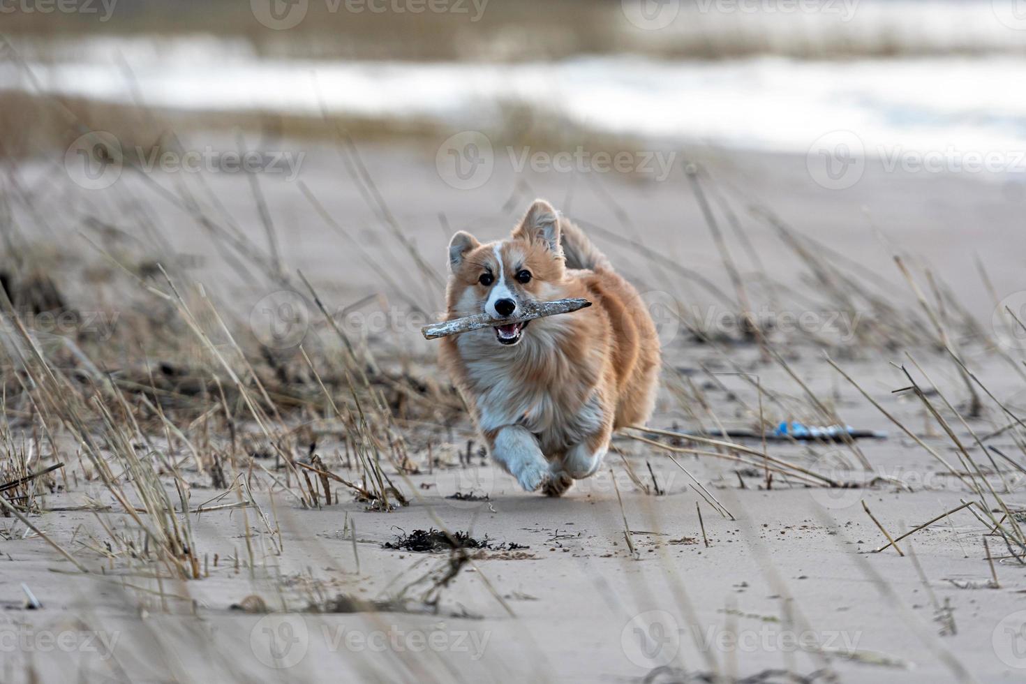 Welsh Corgi puppy runs around the beach and plays with a stick photo